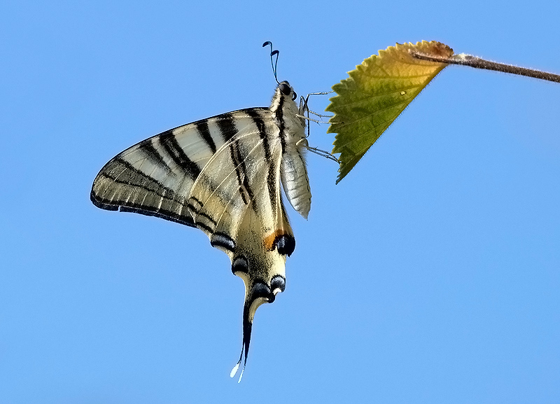 Iphiclides podalirius Papilionidae